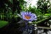 lilypad flower thumbnail
