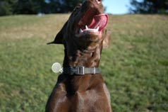 Cricket - One of Many Dogs