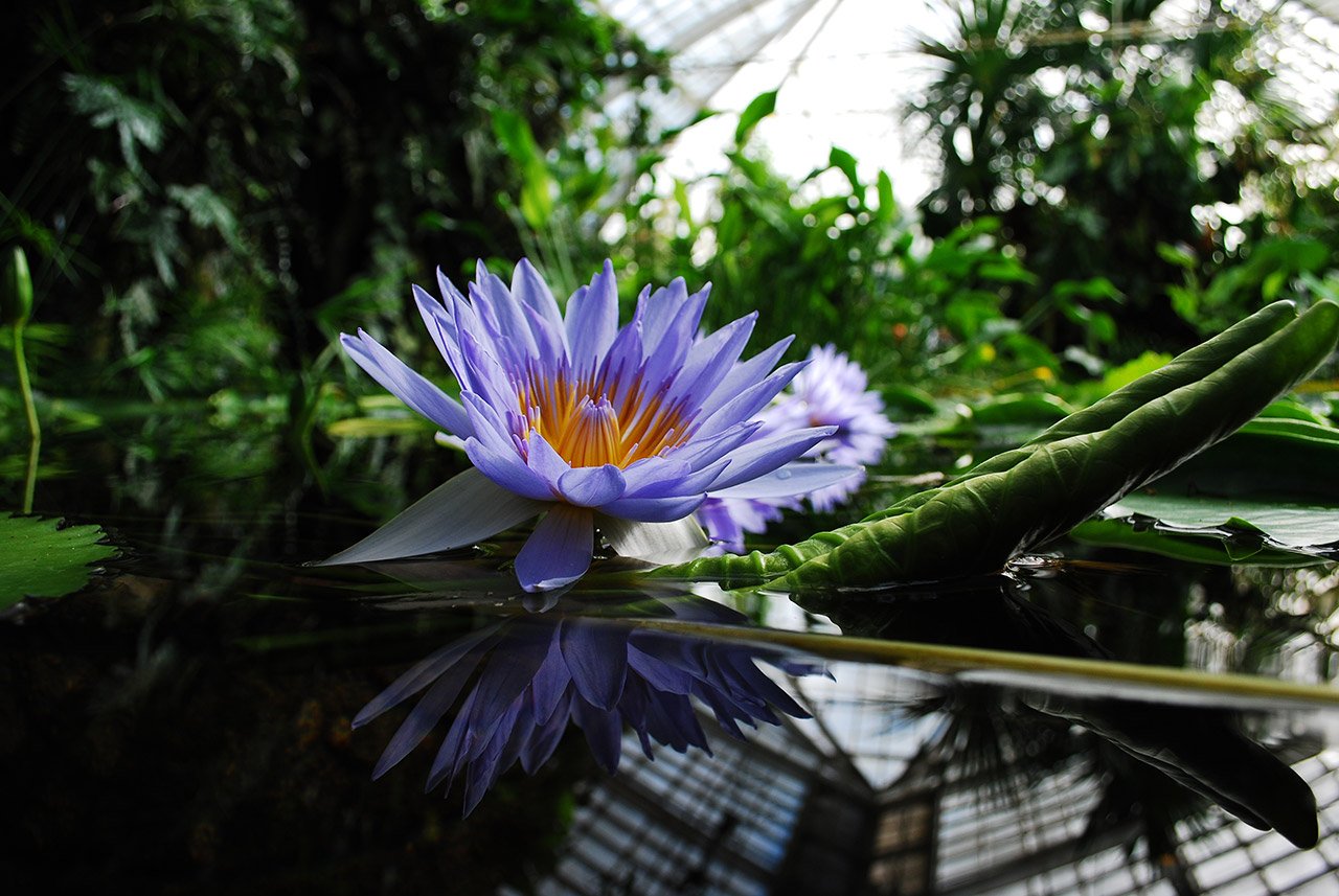 lilypad flower
