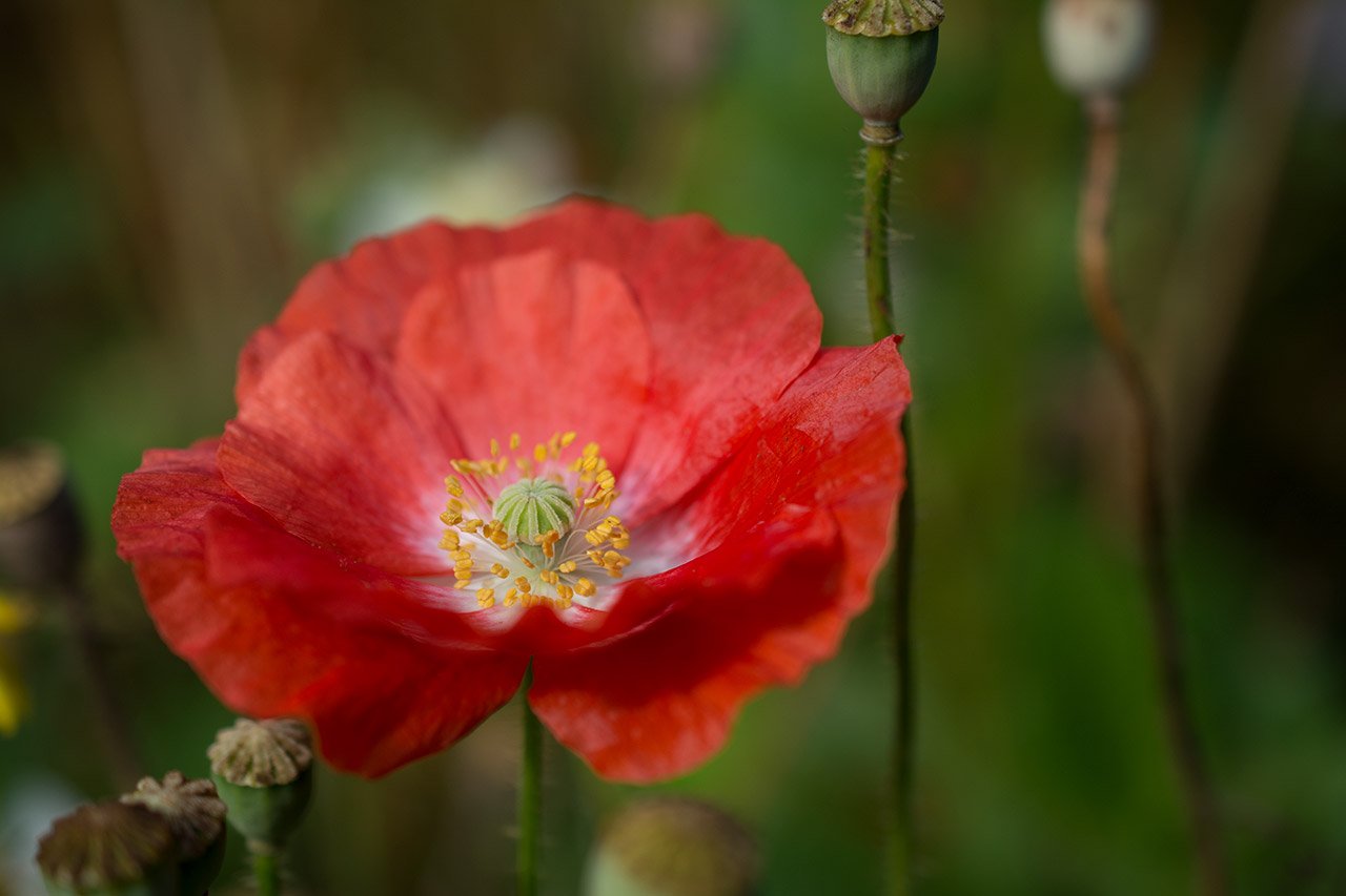 bright red flower