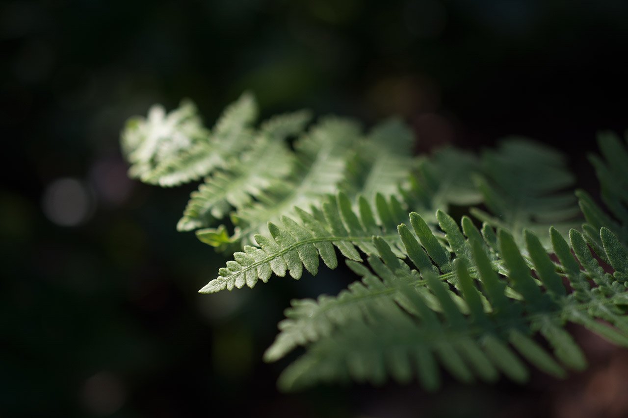 Fern in Shadow