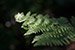 Fern in Shadow thumbnail