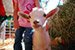Girl Petting Baby Goat thumbnail