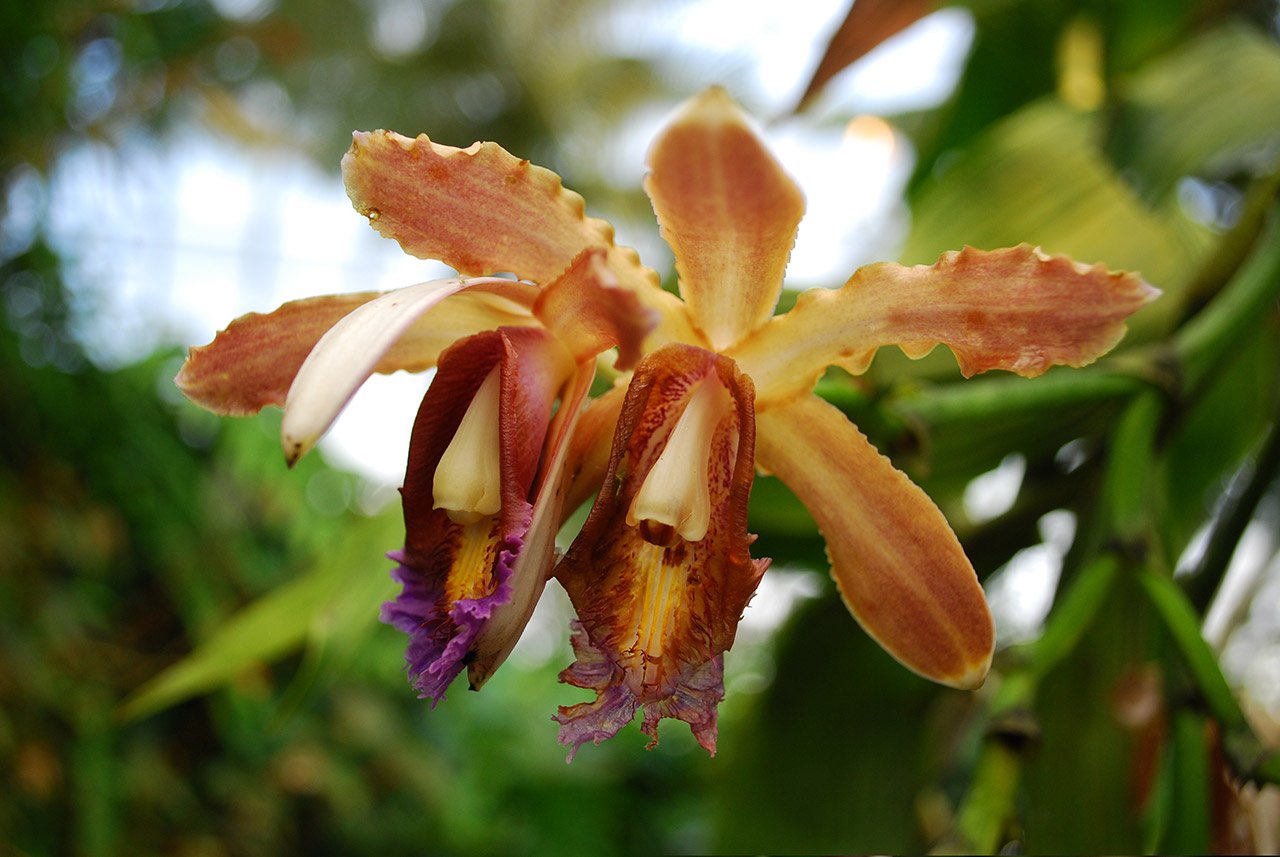 hanging flower