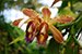 hanging flower thumbnail